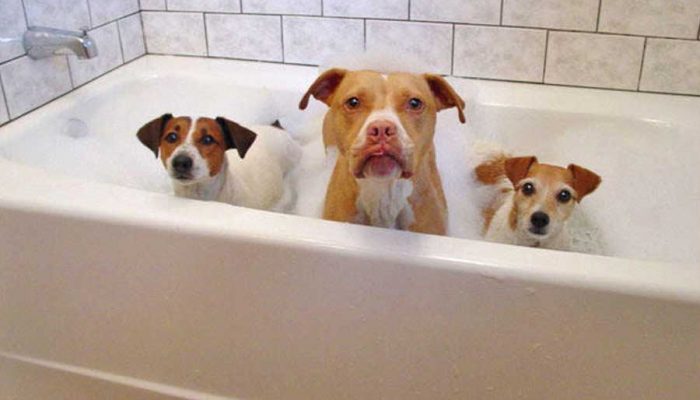 Dogs Bathtub Replacement
